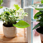 HASTHIP® 3Pcs Small Plant Pot Watering Tools Slow Watering Tool Creative Decorative Leaf Shape Watering Gentle Watering Channel Funnel for Indoor Plants Small Desk Plant Office Plant