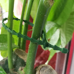 HASTHIP Plant Twist Ties 60pcs 23cm for Flowers and Tomato Support with Flexible PE Material