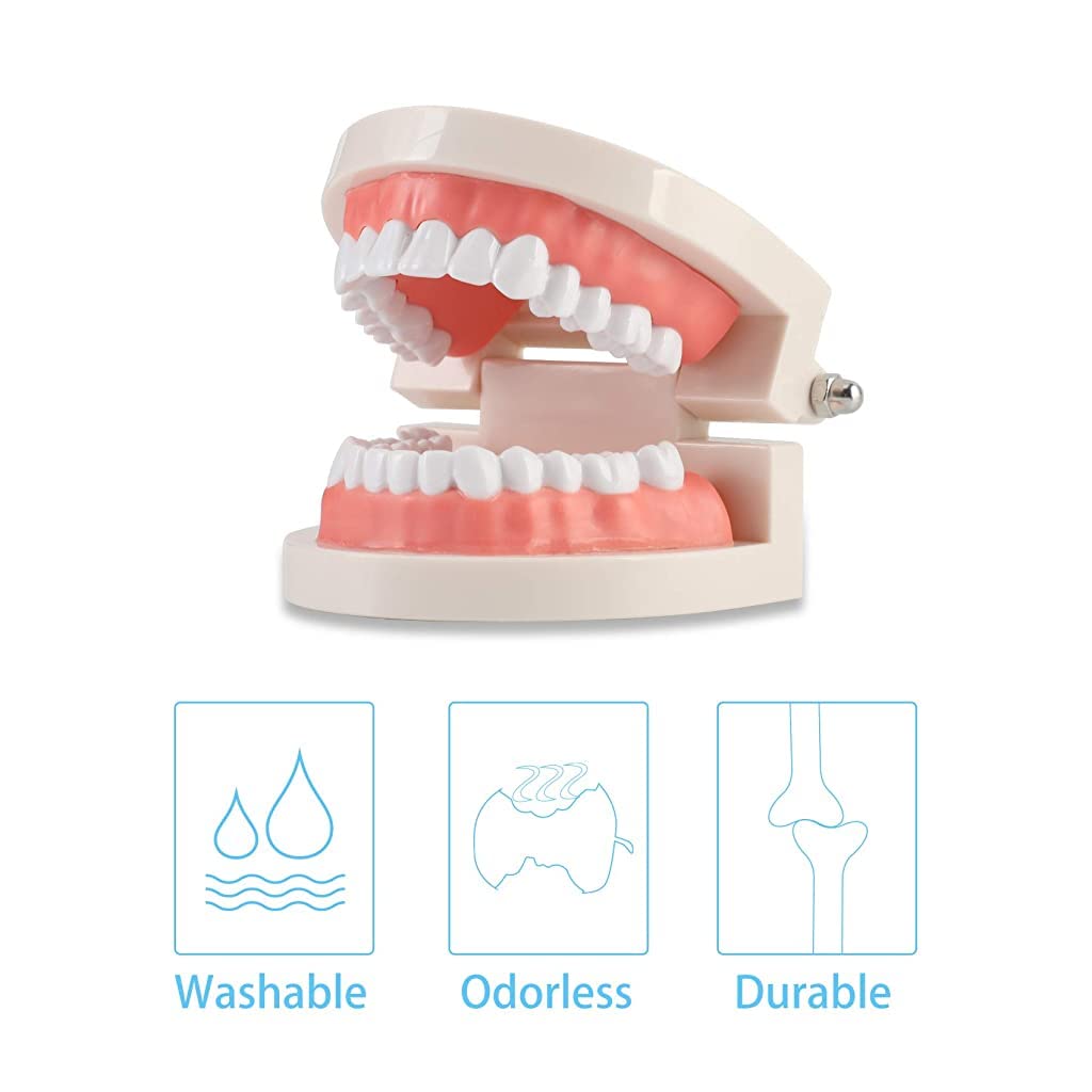 HASTHIP® Dental Teeth Model Teaching Kids to Brush Standard Dental Teeth Model Dentist Demonstration Denture Model for Studying, Displaying - 1