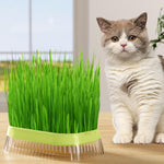 HASTHIP Garden Seed Sprouter Tray for Wheatgrass and Cat Grass 19 x12.5 x5 cm with Double Layer ABS Design