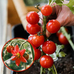 HASTHIP Pollinating Brush for Improving Pollination in Garden Flowers and Fruits | Handheld Tool