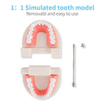 HASTHIP® Dental Teeth Model Teaching Kids to Brush Standard Dental Teeth Model Dentist Demonstration Denture Model for Studying, Displaying - 1