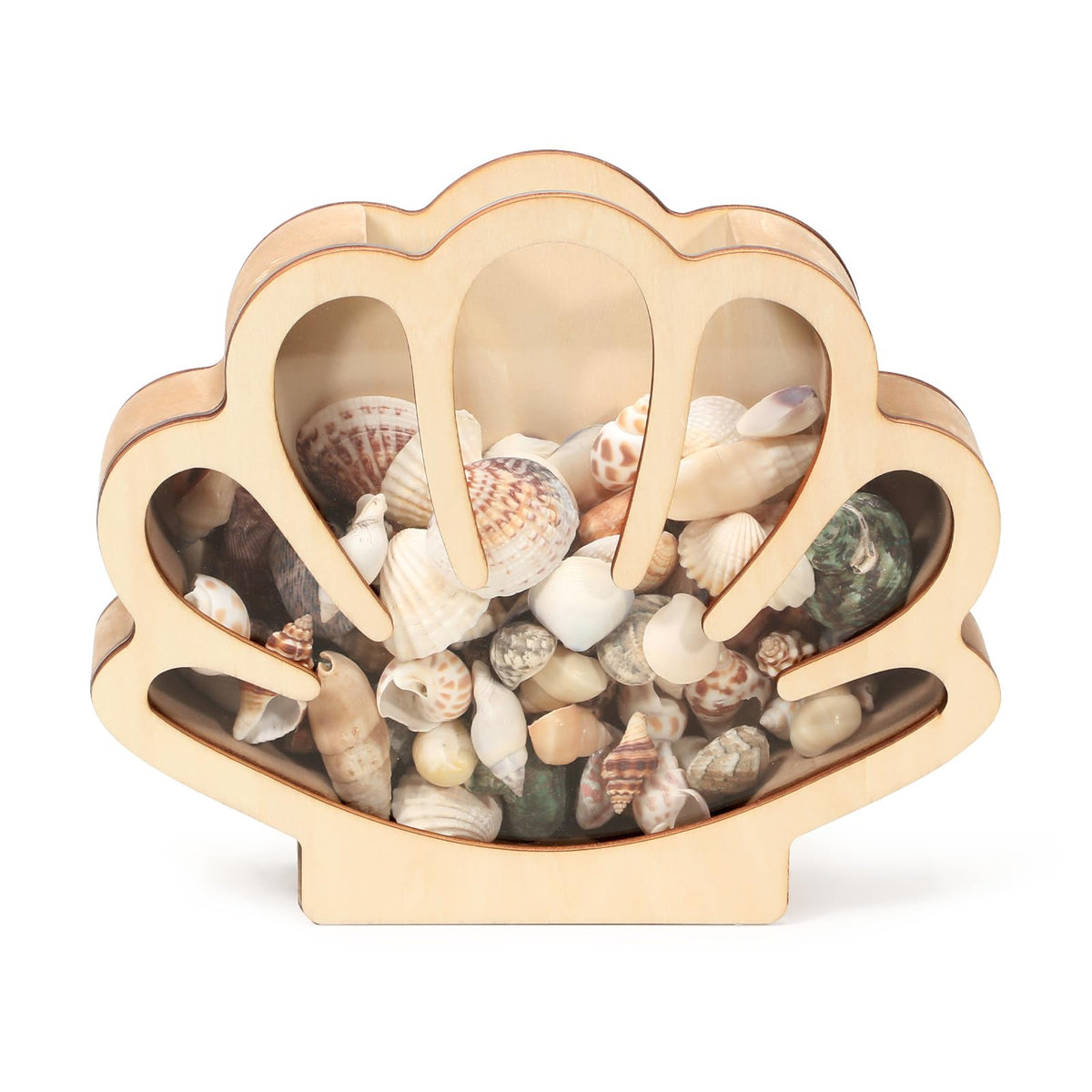 HASTHIP® Seashell Display Box Wooden Seashell Holder with Acrylic Panel Storage Box for Shells Sea Glass Small Starfish Shark Tooth Collection Home Decor Christmas Gift Birthday Present-Brown