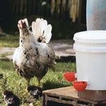 HASTHIP Chicken Drinking Cup for Barrel Feeders with Auto Refill Mechanism Set of 5 | Plastic Poultry Waterer