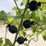 HASTHIP Plant Rooting Ball Set for Air Layering Propagation featuring 6 Reusable Pods