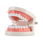 HASTHIP® Dental Teeth Model Teaching Kids to Brush Standard Dental Teeth Model Dentist Demonstration Denture Model for Studying, Displaying - 1