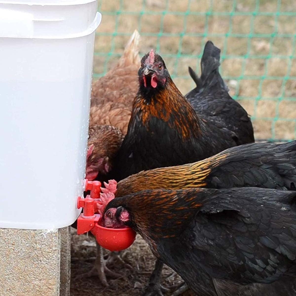HASTHIP Chicken Feeder Cup Set for Poultry with Auto Refill Gravity System 6 pcs | Plastic Cups for Chickens and Ducks