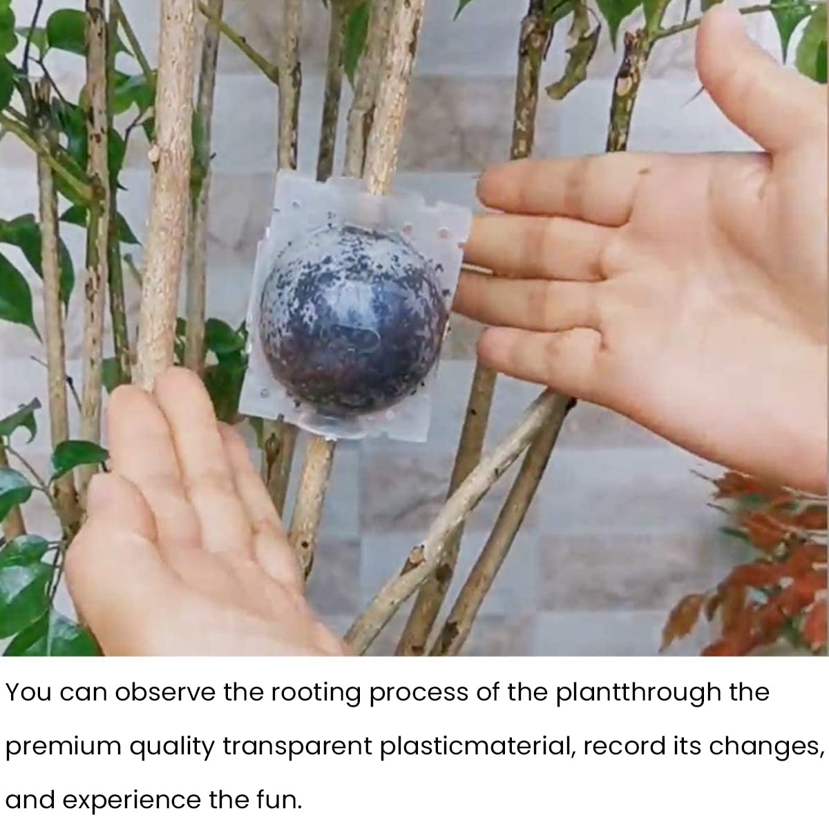 HASTHIP Plant Rooting Ball for Indoor and Outdoor Plants 12PCS with Secure Locks | Reusable Propagation Device