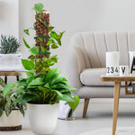 HASTHIP Plastic Moss Pole for Monstera and Pothos Climbing 23.62 in | Hollow Upright Design