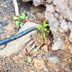 HASTHIP Garden Weeder Hand Tool for Lawn and Yard featuring 34cm Steel Fishtail Head | Ergonomic Handle