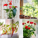 HASTHIP Plant Support Sticks for Pots and Planters with 10 Claw Clips 15.75 in Clear Acrylic | Upright Growth