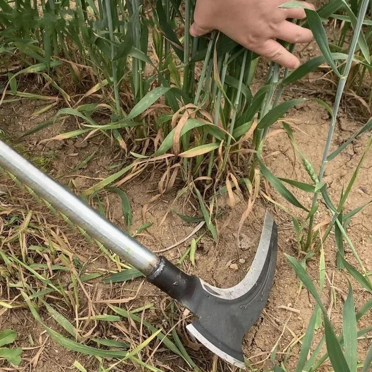 HASTHIP Carbon Steel Axe Tool for Wood Cutting and Grass Removal 52 cm | 2 in 1 Design with Anti Slip Handle
