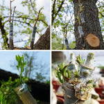 HASTHIP Grafting Cutter Tool for Fruit Trees and Flowers with 7.56 in Folding Design featuring Curved Steel Blade and Anti Slip Wooden Handle