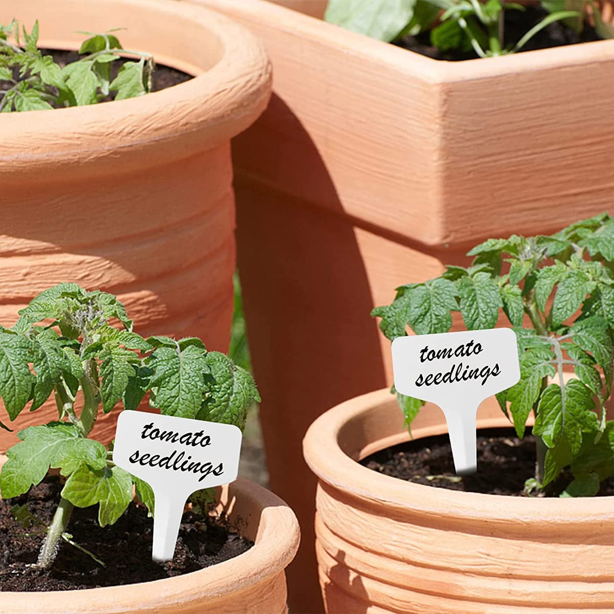 HASTHIP Plant Labels for Gardening with 100 pcs 10 cm PP Tags | Reusable White Name Tags