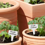 HASTHIP Plant Labels for Gardening with 100 pcs 10 cm PP Tags | Reusable White Name Tags