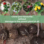 HASTHIP Plant Rooting Ball for Indoor and Outdoor Plants 12PCS with Secure Locks | Reusable Propagation Device
