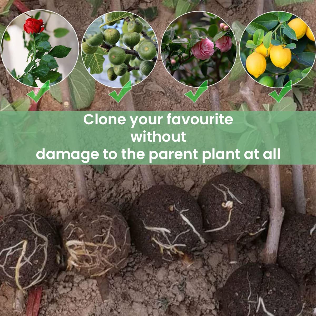 HASTHIP Plant Rooting Ball for Indoor and Outdoor Plants 8PCS with Secure Locks | Reusable Propagation Tool