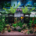 HASTHIP Aquarium Plant Holder for Fish Tanks with Vent Flow Design and Hanging Hooks | 2 Pcs Plastic Planter Cups