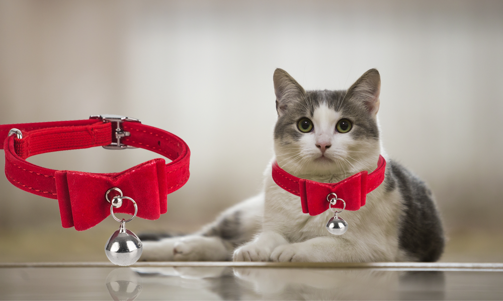Safety Assured With Adjustable Cat Belt