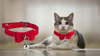 Safety Assured With Adjustable Cat Belt