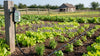 The Garden Upgrade That Takes Care of Itself