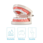 HASTHIP® Dental Teeth Model Teaching Kids to Brush Standard Dental Teeth Model Dentist Demonstration Denture Model for Studying, Displaying - 1