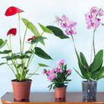 HASTHIP Plant Support Sticks for Pots and Planters with 10 Claw Clips 15.75 in Clear Acrylic | Upright Growth
