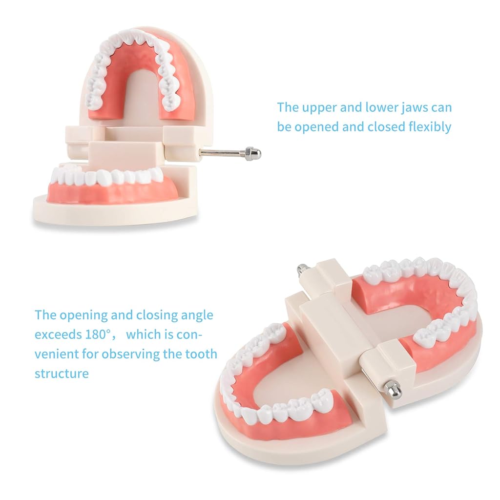 HASTHIP® Dental Teeth Model Teaching Kids to Brush Standard Dental Teeth Model Dentist Demonstration Denture Model for Studying, Displaying - 1