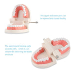 HASTHIP® Dental Teeth Model Teaching Kids to Brush Standard Dental Teeth Model Dentist Demonstration Denture Model for Studying, Displaying - 1