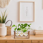 HASTHIP Hydroponics Glass Planter for Desktop Decor with 3 Bulb Vases and Wooden Stand | 11 in Wide