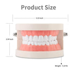 HASTHIP® Dental Teeth Model Teaching Kids to Brush Standard Dental Teeth Model Dentist Demonstration Denture Model for Studying, Displaying - 1