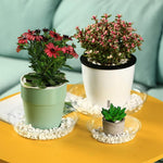 HASTHIP Plant Saucers for Indoor and Outdoor Use with Grooved Drainage Base 12 Pack | Clear Plastic Trays in 6 8 10 12 in Sizes