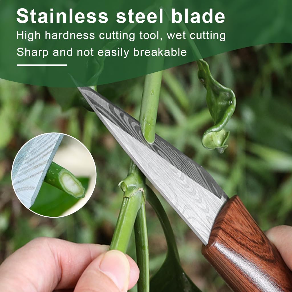 HASTHIP Grafting Tool for Fruit Trees and Roses with 2 Rolls 200 m Tape | Wooden Handle Stainless Steel Cutter