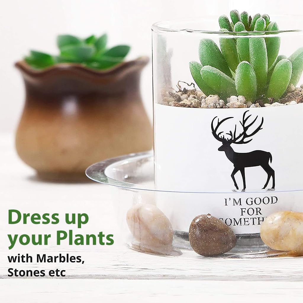 HASTHIP Plant Saucers for Indoor and Outdoor Use with Grooved Drainage Base 12 Pack | Clear Plastic Trays in 6 8 10 12 in Sizes