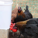 HASTHIP Chicken Feeder Cup Set for Poultry with Auto Refill Gravity System 6 pcs | Plastic Cups for Chickens and Ducks