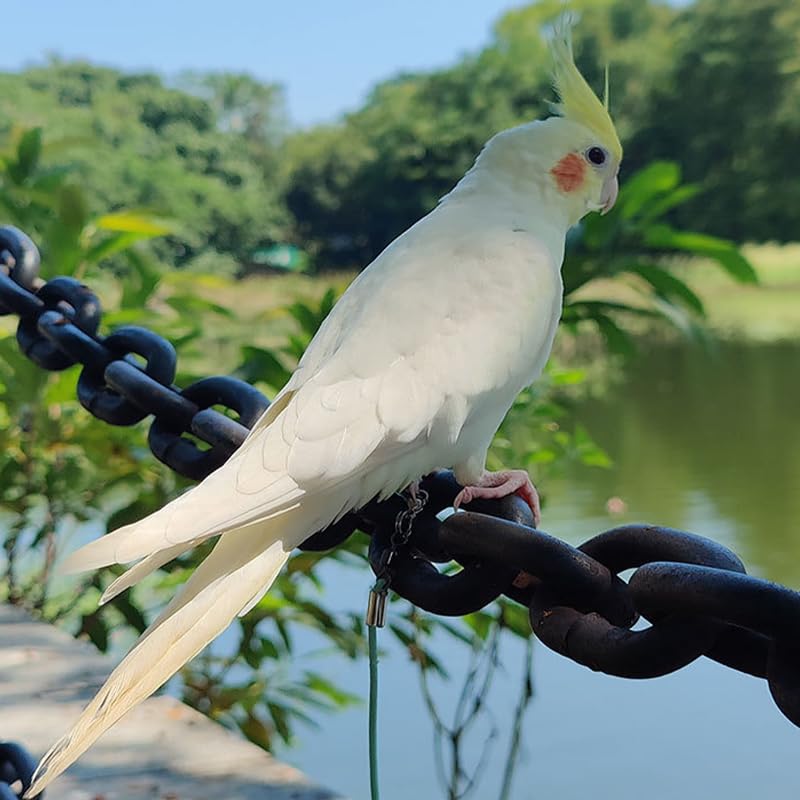 HASTHIP® 6.6ft Parrot Leash with 6.5mm Metal Feet Loop Elastic Bird Harness with Adjustable Buckle Wrist Attachable Bird Aviator Leash for Parrot, Budgerigars, Cockatiels