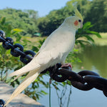 HASTHIP® 6.6ft Parrot Leash with 6.5mm Metal Feet Loop Elastic Bird Harness with Adjustable Buckle Wrist Attachable Bird Aviator Leash for Parrot, Budgerigars, Cockatiels