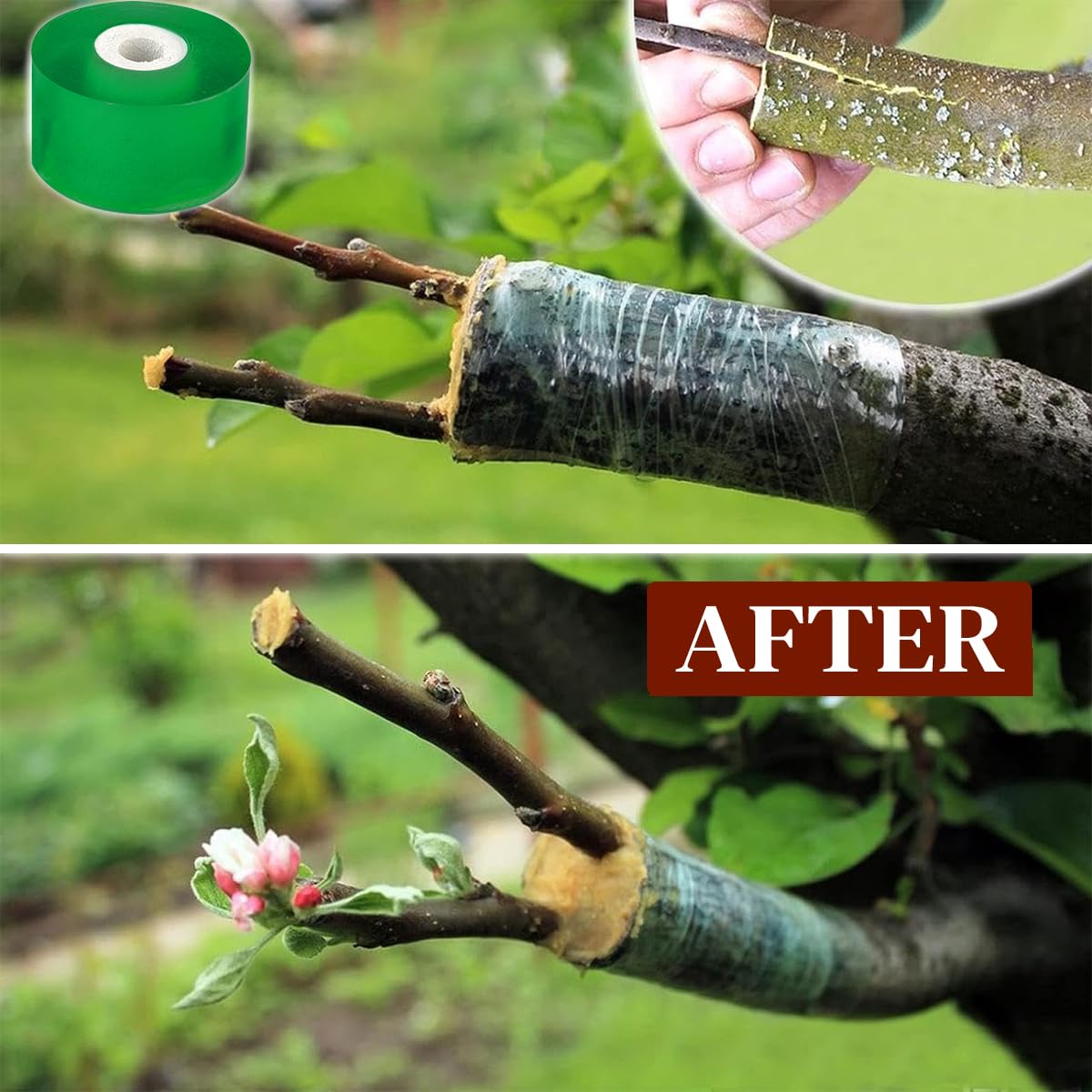 HASTHIP Grafting Cutter Tool for Fruit Trees and Flowers with 7.56 in Folding Design featuring Curved Steel Blade and Anti Slip Wooden Handle