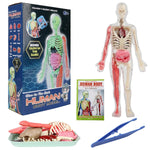 HASTHIP® Modelo de Cuerpo Humano 32 Piezas Brillante en la Oscuridad Kit de Anatomía Interactiva con Huesos Órganos y Músculos Juguete Educativo DIY para Niños 6+