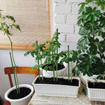 HASTHIP Plant Support Stakes Set for Tomato and Flowers with 60Pcs 45cm Rods | Reusable Glass Fiber Garden Poles