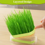 HASTHIP Garden Seed Sprouter Tray for Wheatgrass and Cat Grass 19 x12.5 x5 cm with Double Layer ABS Design
