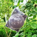 HASTHIP Plant Rooting Ball for Indoor and Outdoor Plants 8PCS with Secure Locks | Reusable Propagation Tool