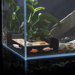 HASTHIP® Shrimp Cave Aquarium Decor