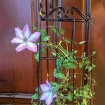 HASTHIP Metal Garden Trellis for Climbing Plants with Insert Support 50x15 cm | Weather‑Resistant 2 Pack