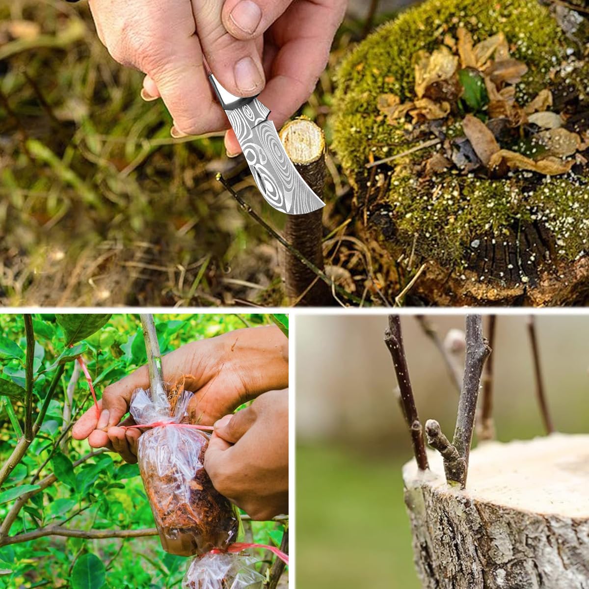 HASTHIP Grafting Cutter Tool for Fruit Trees and Flowers with 7.56 in Folding Design featuring Curved Steel Blade and Anti Slip Wooden Handle