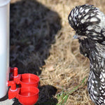 HASTHIP Chicken Feeder Cup Set for Poultry with Auto Refill Gravity System 6 pcs | Plastic Cups for Chickens and Ducks