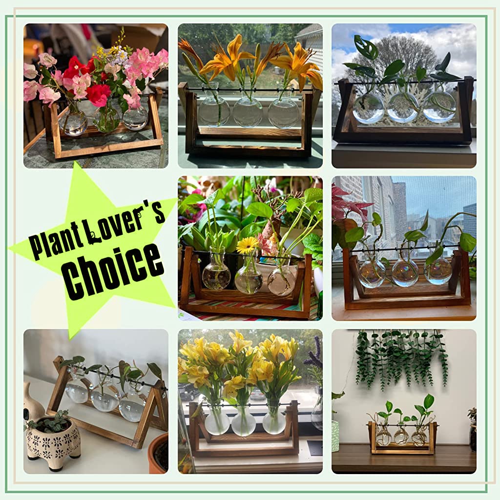 HASTHIP Hydroponics Glass Planter for Desktop Decor with Wooden Stand 3Pcs Set | 5.5H x 11W x 4D