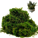 HASTHIP Realistic Moss for Planters and Miniature Gardens with 200g Dark Green Texture | Low Maintenance Decor
