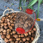 HASTHIP Nut Collector for Walnuts and Golf Balls with 128cm Telescopic Pole | Aluminum Alloy Handle