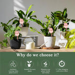 HASTHIP Tulip Waterers Pack of 4 for Indoor and Outdoor Plants featuring Automatic Self Watering Spike in Pink